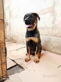 cucciola Incrocio pastore tedesco 