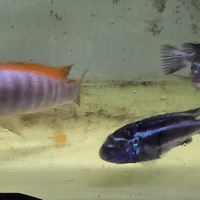 Pesce Ciclidi