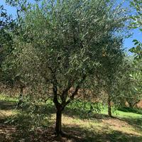 Piante di Olive