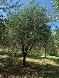 Piante di Olive