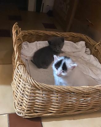 Gattini in adozione