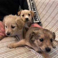 Due piccoli cuccioli
