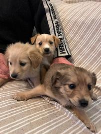 Due piccoli cuccioli