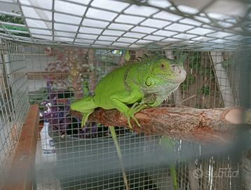 Iguana verde