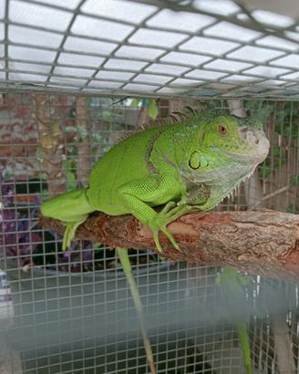 Iguana verde