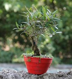 Bonsai Pyllirea