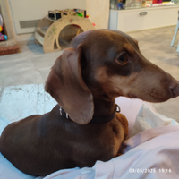 Bassotto kaninken peso 5.100kg