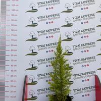 Cipresso goldcrest pianta siepe