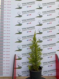 Cipresso goldcrest pianta siepe