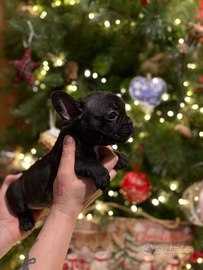 Bulldog bouledogue francese