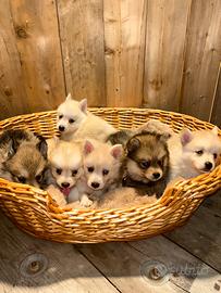 Cuccioli Pomsky
