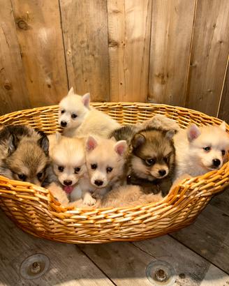 Cuccioli Pomsky