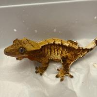 Gechi ciliatus adulti