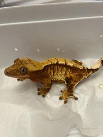 Gechi ciliatus adulti