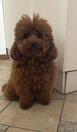 Barboncino toy red per monta