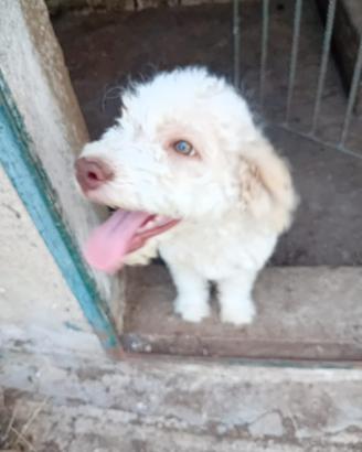 Lagotto femmina da tartufi