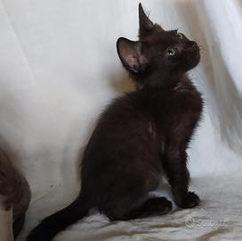 Gattino mix don sphynx nero