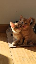 Cuccioli gattini incrocio Maine Coon