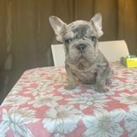 Bulldog francese cuccioli