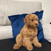 Barboncino toy femmina - nata il 2 dicembre