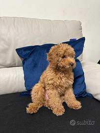 Barboncino toy femmina - nata il 2 dicembre