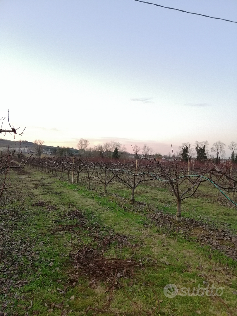 Terreni zona collinare e pianeggiante - Vista 4