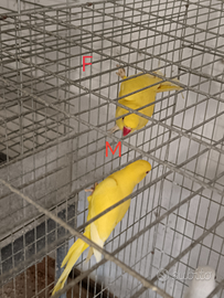 Pappagalli Parrocchetti dal collare