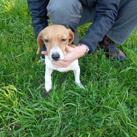 Cane da compagnia/caccia