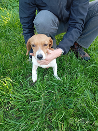 Cane da compagnia/caccia