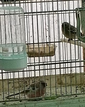 Ciuffolotti siberiani