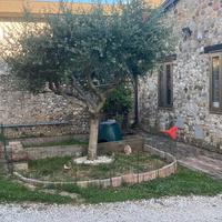 Casa storica ristrutturata in linea - pa154555