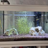 Acquario 60 litri con pompa esterna