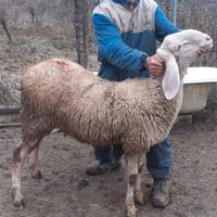 Agnelli bergamasca gigante 3333762665