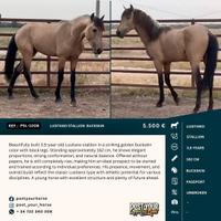 Lusitano stallion 162cm