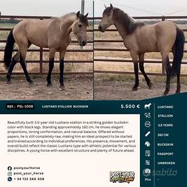 Lusitano stallion 162cm