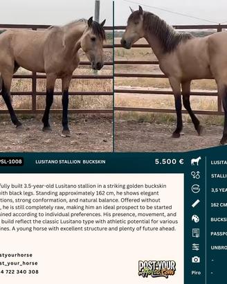 Lusitano stallion 162cm