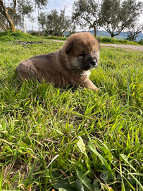 Cuccioli shiba inu