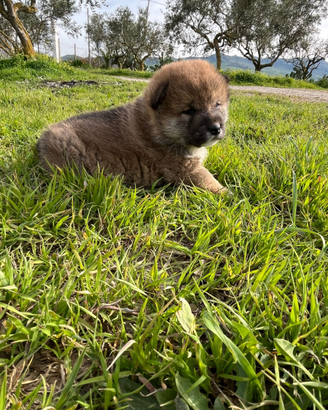 Cuccioli shiba inu