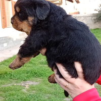 Cuccioli Rottweiler