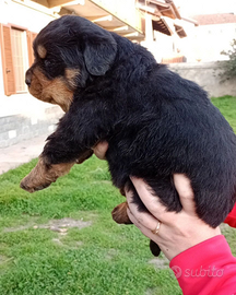 Cuccioli Rottweiler