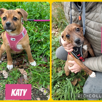 Dolcissime cucciole taglia media piccola