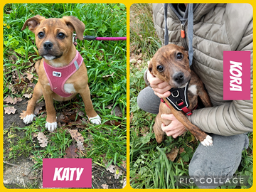 Dolcissime cucciole taglia media piccola