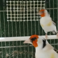 Cardellini mayor maschi