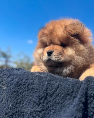 Chow chow
