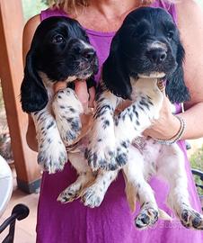 Cocker Spaniel