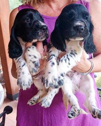 Cocker Spaniel