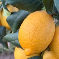 Limone
