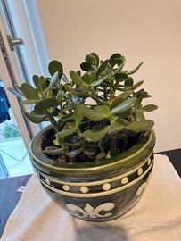 Pianta di giada