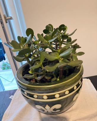 Pianta di giada