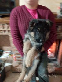 Cuccioli di pastore tedesco